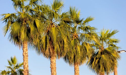 Palm trees in a row