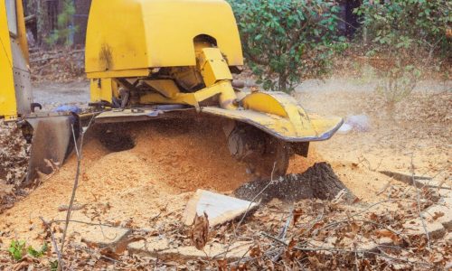 Tree stump grinding process in a wooded area during autumn with wood chips scattered around